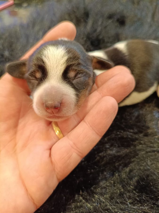 Dachshund Miniatura y Kaninchen Disponibles