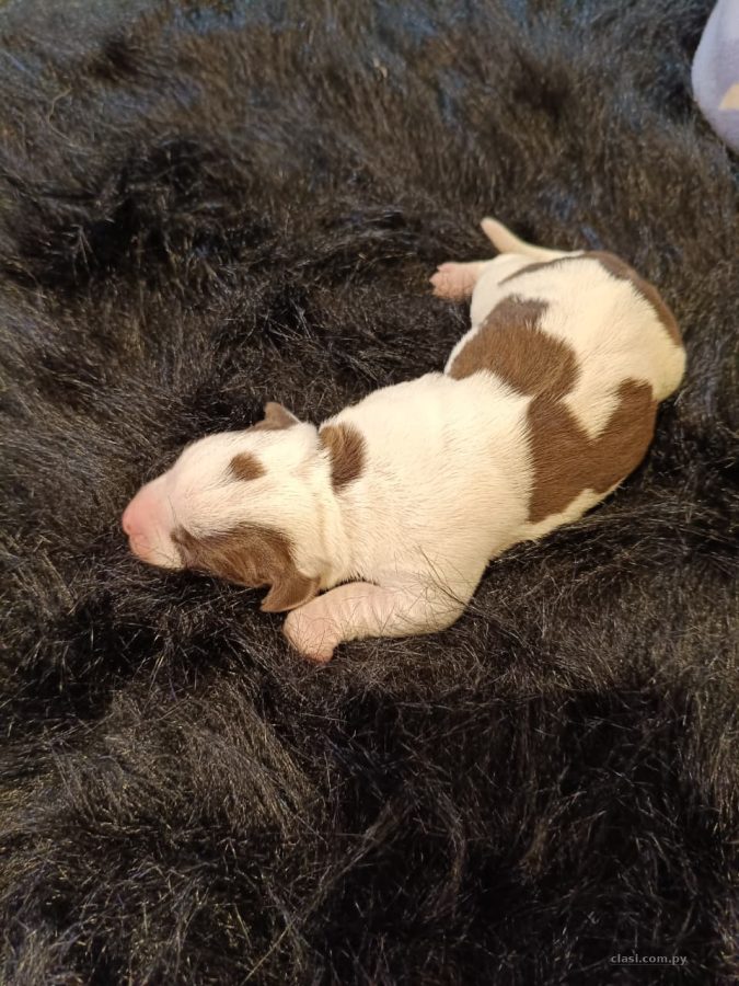 Dachshund Miniatura y Kaninchen Disponibles