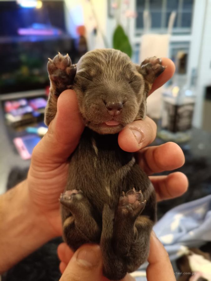 Dachshund Miniatura y Kaninchen Disponibles
