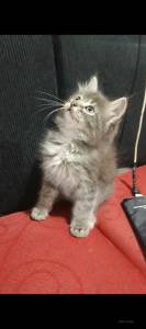 Gato angora