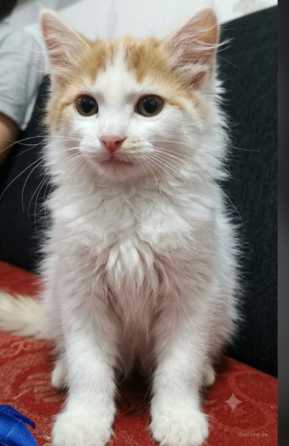 Gato angora