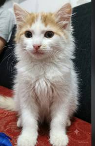 Gato angora