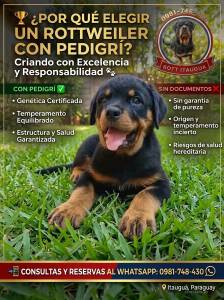 CACHORROS ROTTWEILER REGISTRADOS