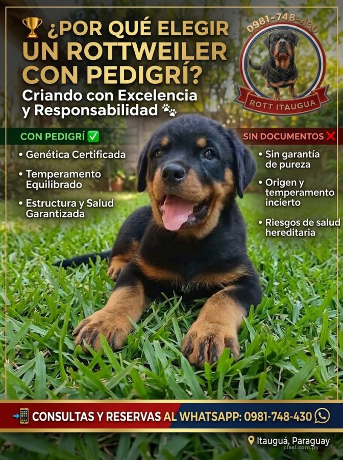 CACHORROS DE RAZA ROTTWEILER