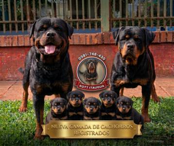 ROTTWEILER