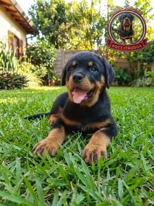 Rottweiler para propietarios exigentes