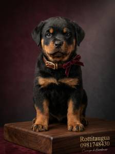 CACHORROS ROTTWEILER CON PEDIGRI