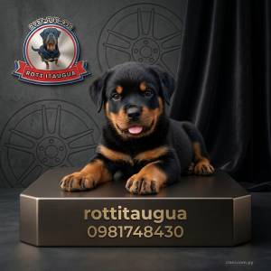 Rottweiler Pedigrí y certificado de registro oficial